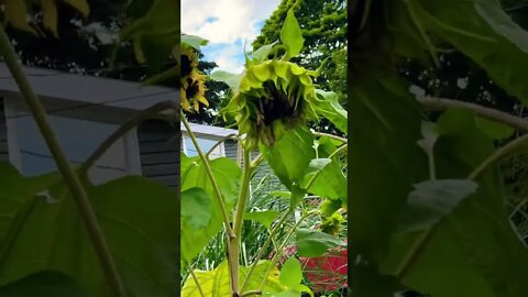 RIP to my Sunflower 🌻