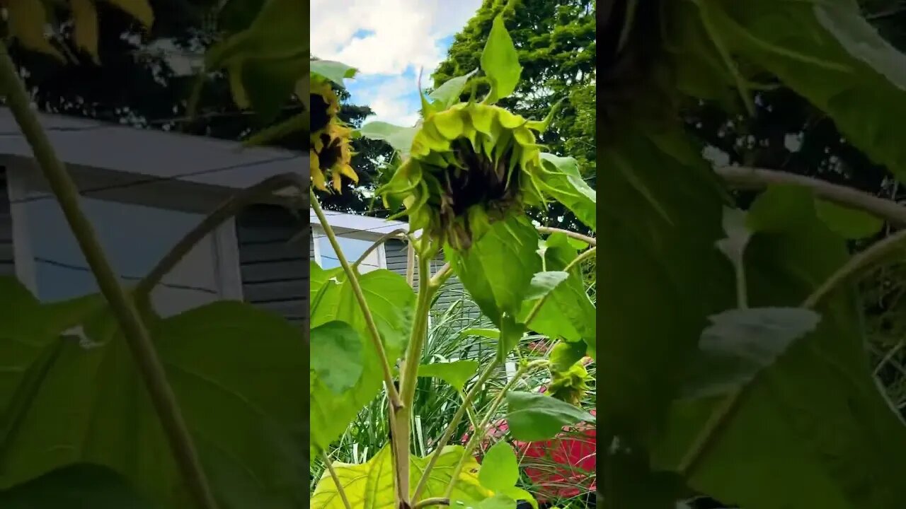 RIP to my Sunflower 🌻