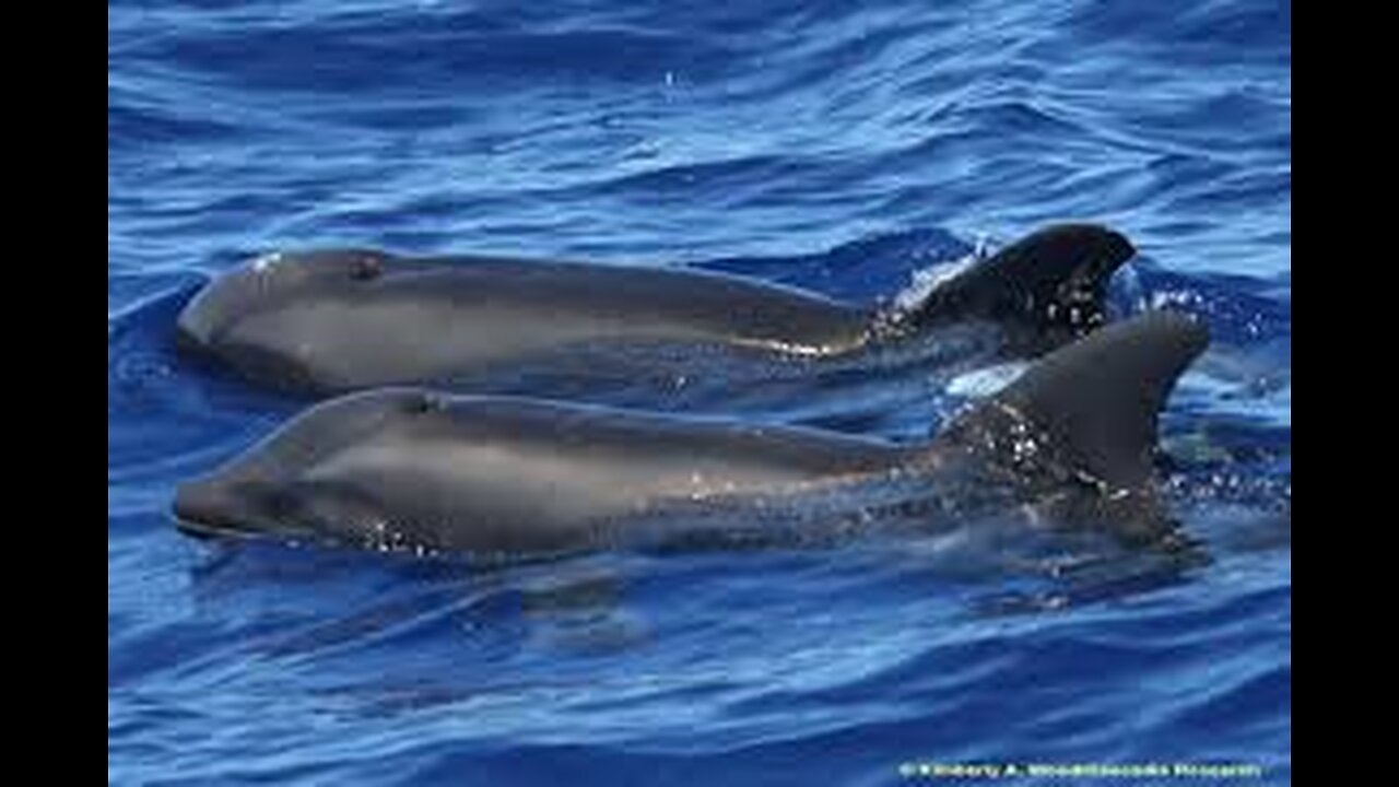 Dolphins Saves Mama Whale