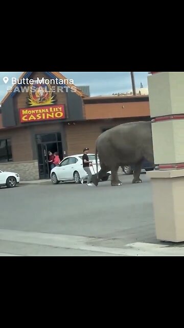 🚨#BREAKING: A circus elephant has gotten loose after escaping from its circus tent