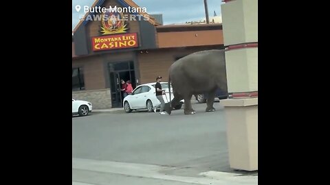 🚨#BREAKING: A circus elephant has gotten loose after escaping from its circus tent