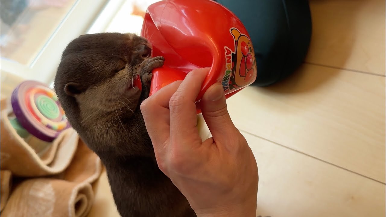 Otter takes ball from baby and breaks it