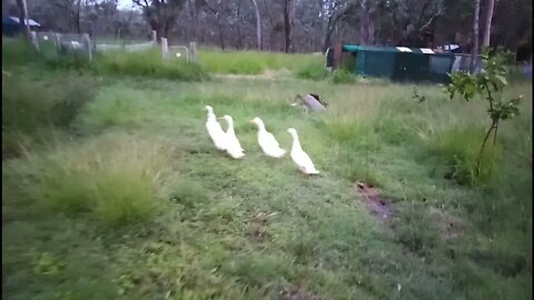 Indian Runners will go back to the pen by themselves 16th February 2022