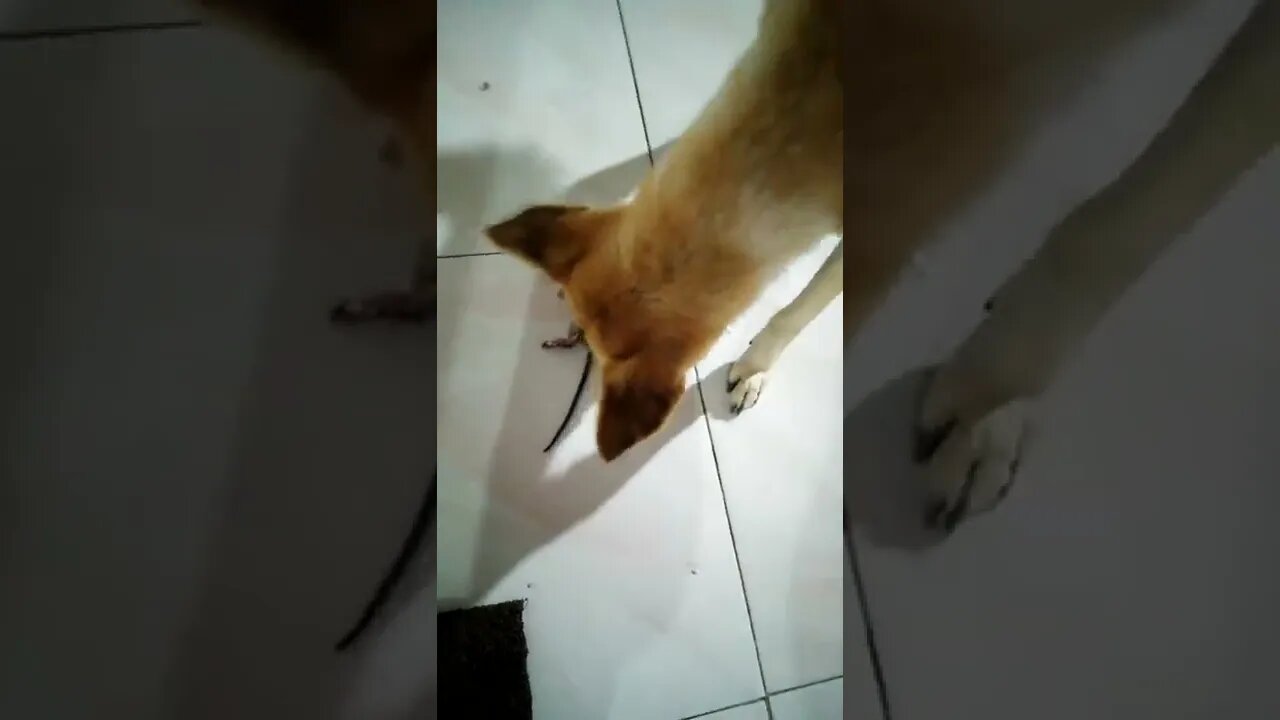 Best Buddy.