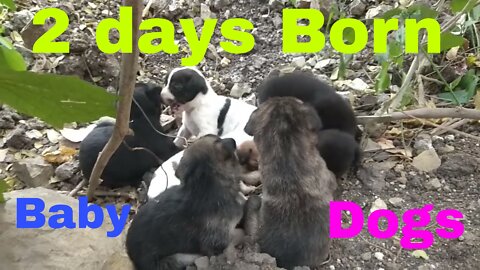 2 Days Born Baby Dogs ENJOYING