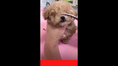 Funny dog videos 2022@SHORTS@Funny pet videos @cute animals@ cute funny baby_Full-HD