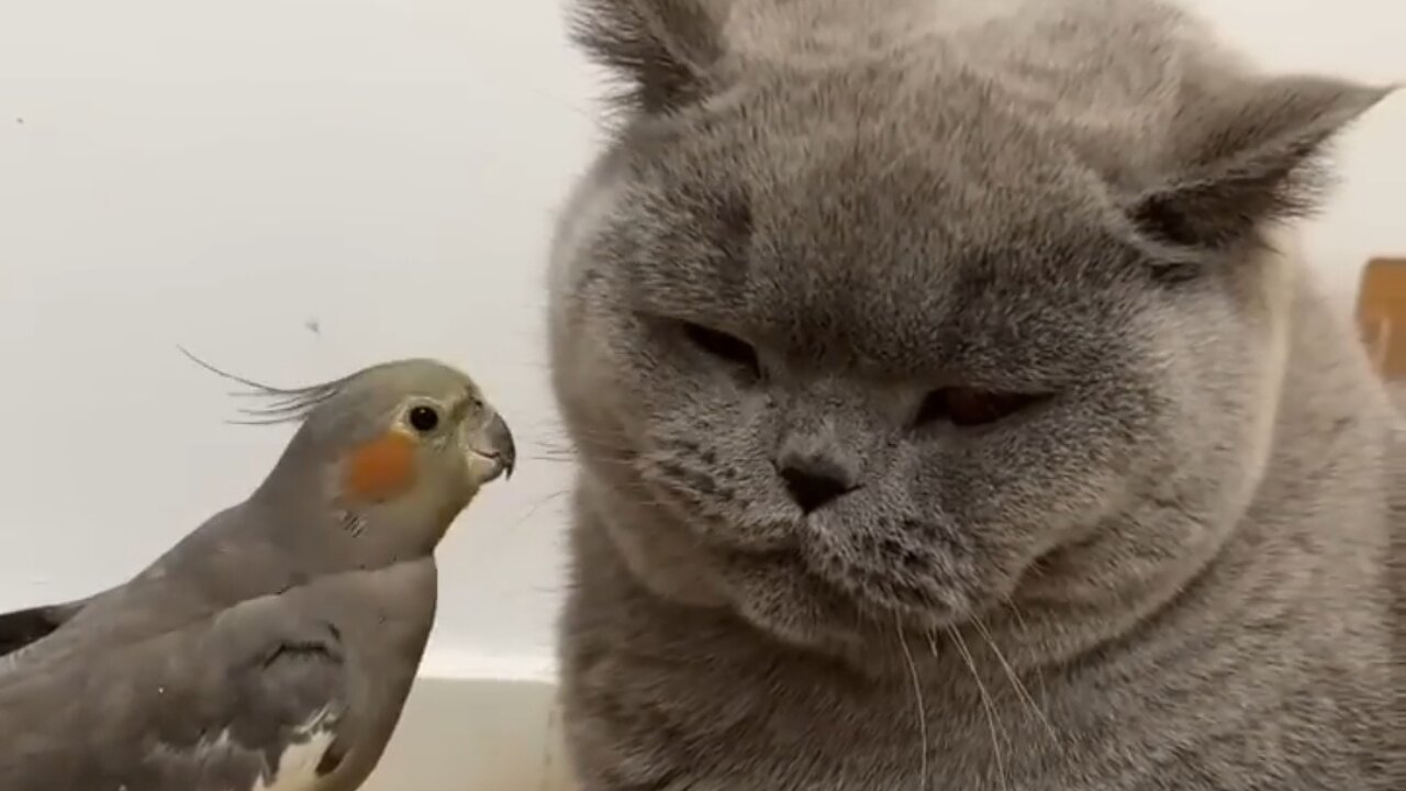 Cat And Parrot 🐦.