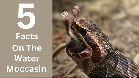 5 FACTS ABOUT WATER MOCCASIN