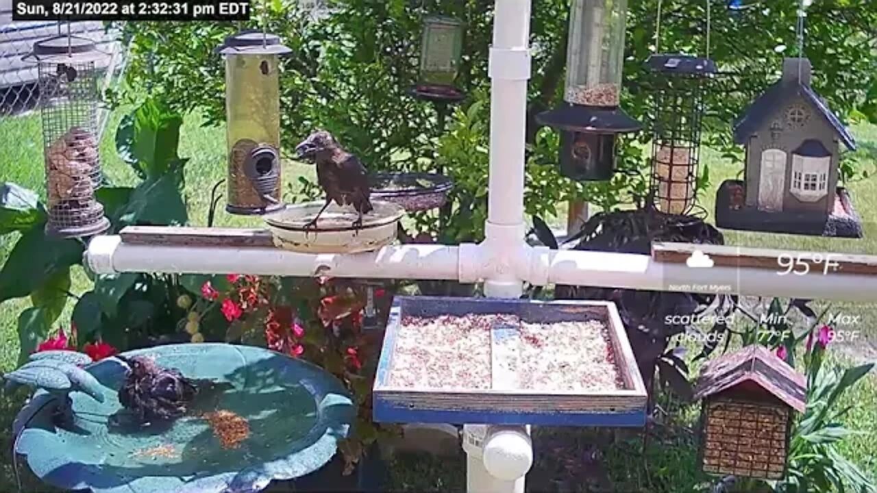 Too hot In Florida For Grackles