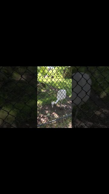 Greater Rhea Birds at the Zoo