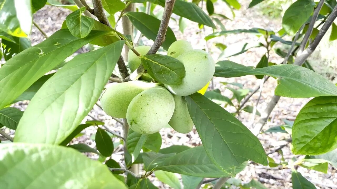 Pawpaws, Peaches, Grapes, Figs, And Blackberries!! How Long Until I Get Fruit? Food Forest 2022