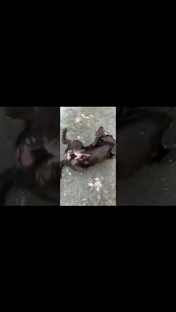 #Labrador is showing off! #shorts #shortsvideo