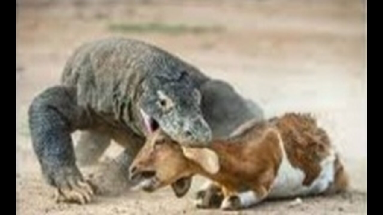 Komodo dragon have swallowed 1 goat nut are still trying to find more prey