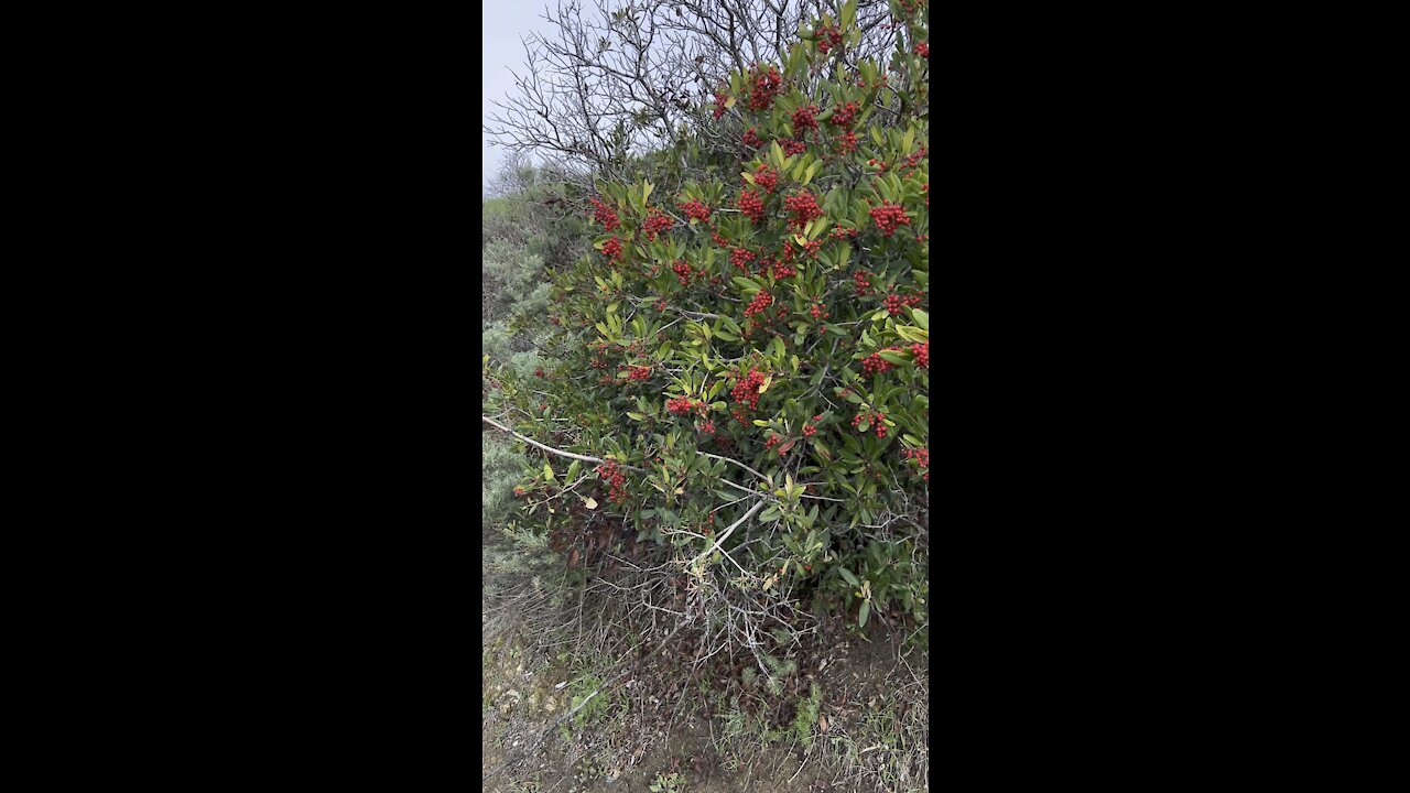 California Holly