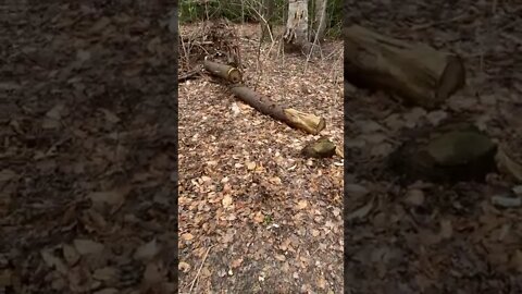 Wild Squirrels coming up to us