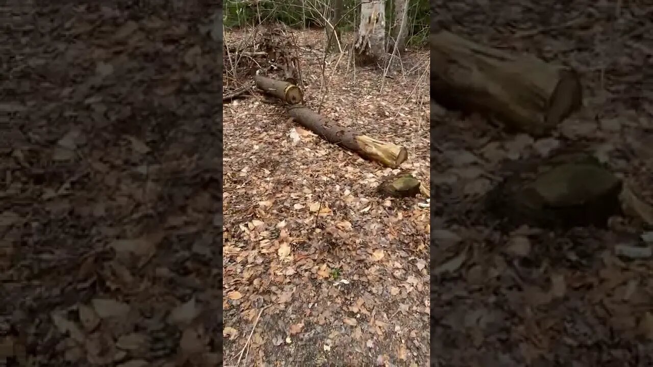 Wild Squirrels coming up to us