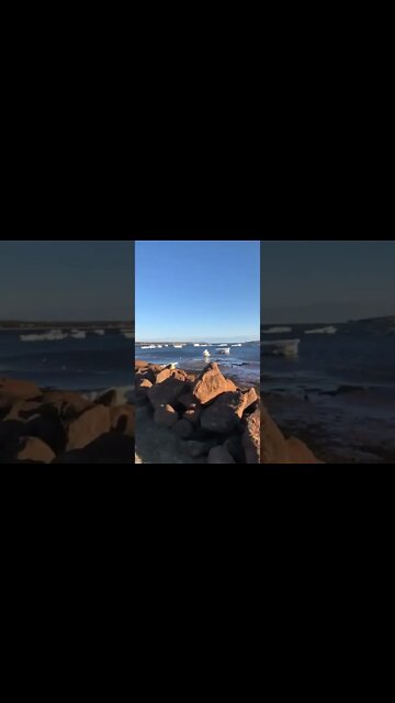 Chunks of ice at low tide #shorts