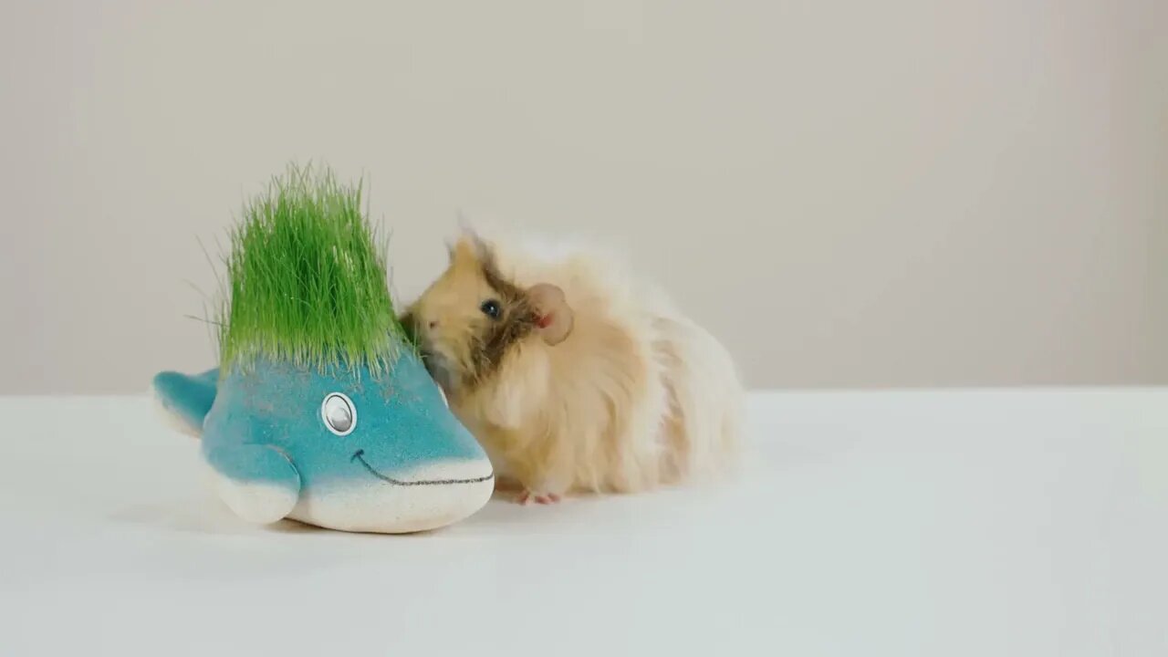 Funny Guinea Pig Sprout Grass For Pets Sniffing And Eating