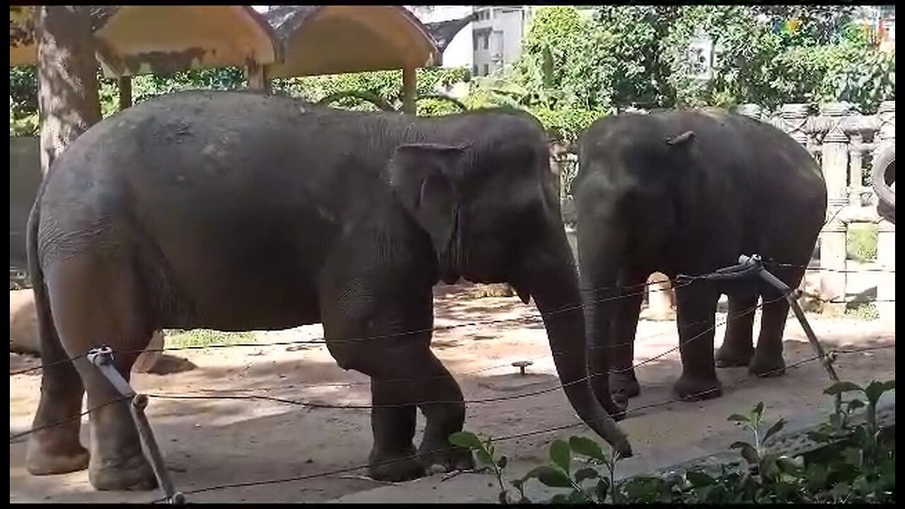 Big elephant playing in jungle