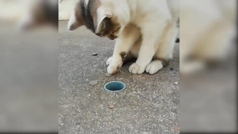 Funny cat playing with coins