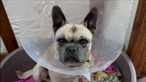 How to Get a Fussy Dog to Swallow Pills