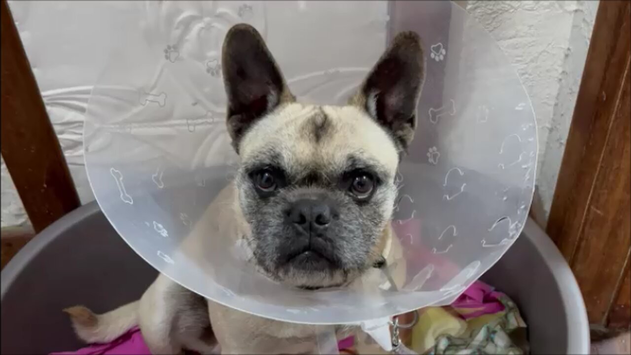 How to Get a Fussy Dog to Swallow Pills