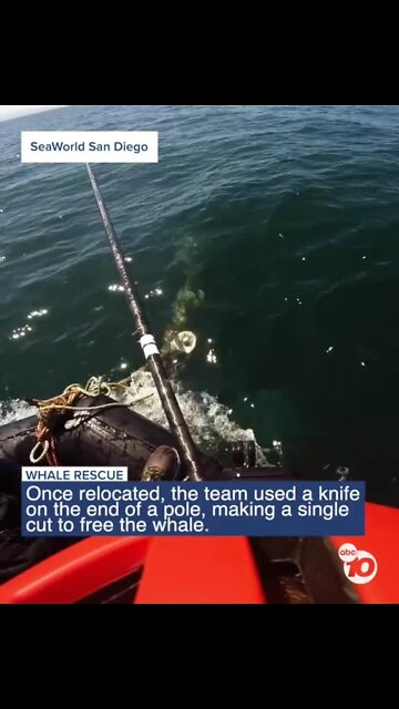 WATCH: Entangled humpback whale freed off Carlsbad coast