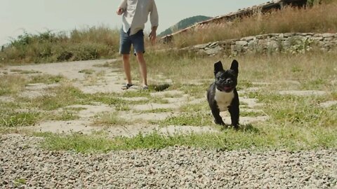 Man plays with french bulldog outside in park0