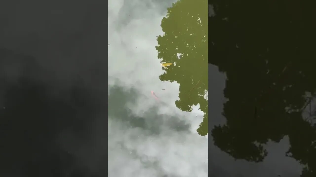 Koi Fish in the park