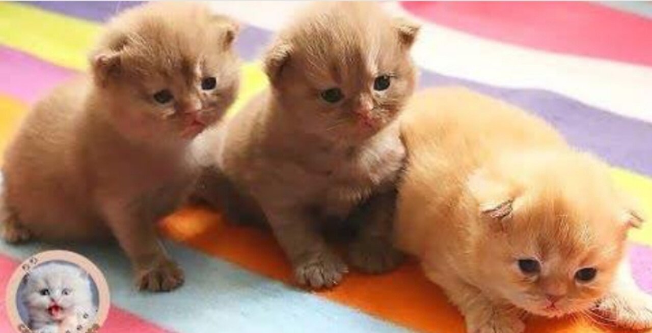 17 day old kittens try to escape their cage but are scared