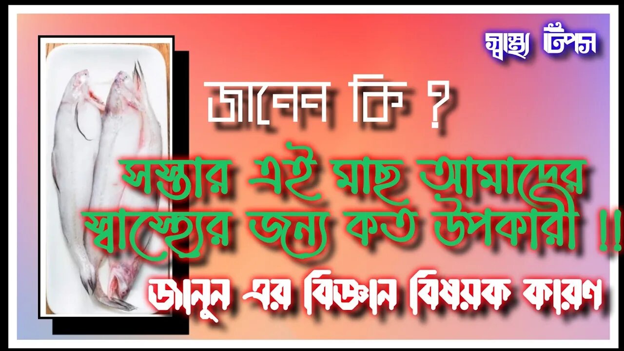 ll সস্তার এই মাছটি আপনার পাতে থাকলে স্বাস্থ্যের জন্য চিন্তা করতে হবে না তা জানেন কি? Bombay Duck ll