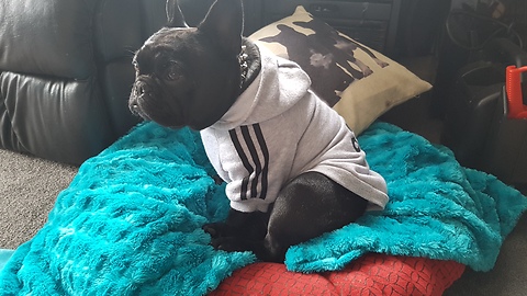 French Bulldog rocking to Nirvana