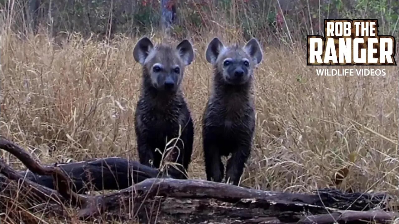 Sweet Spotted Hyena Cubs | Archive Hyena Den Footage