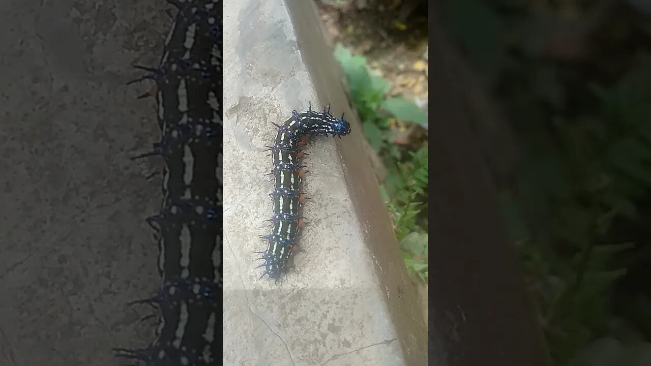 Ulat Bulu yang Indah, kelak menjadi Kupu Kupu yang Anggun