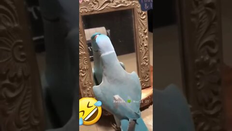 तोता आईने में देख के क्या कर रहा है🤣 Funny Perrott 👈