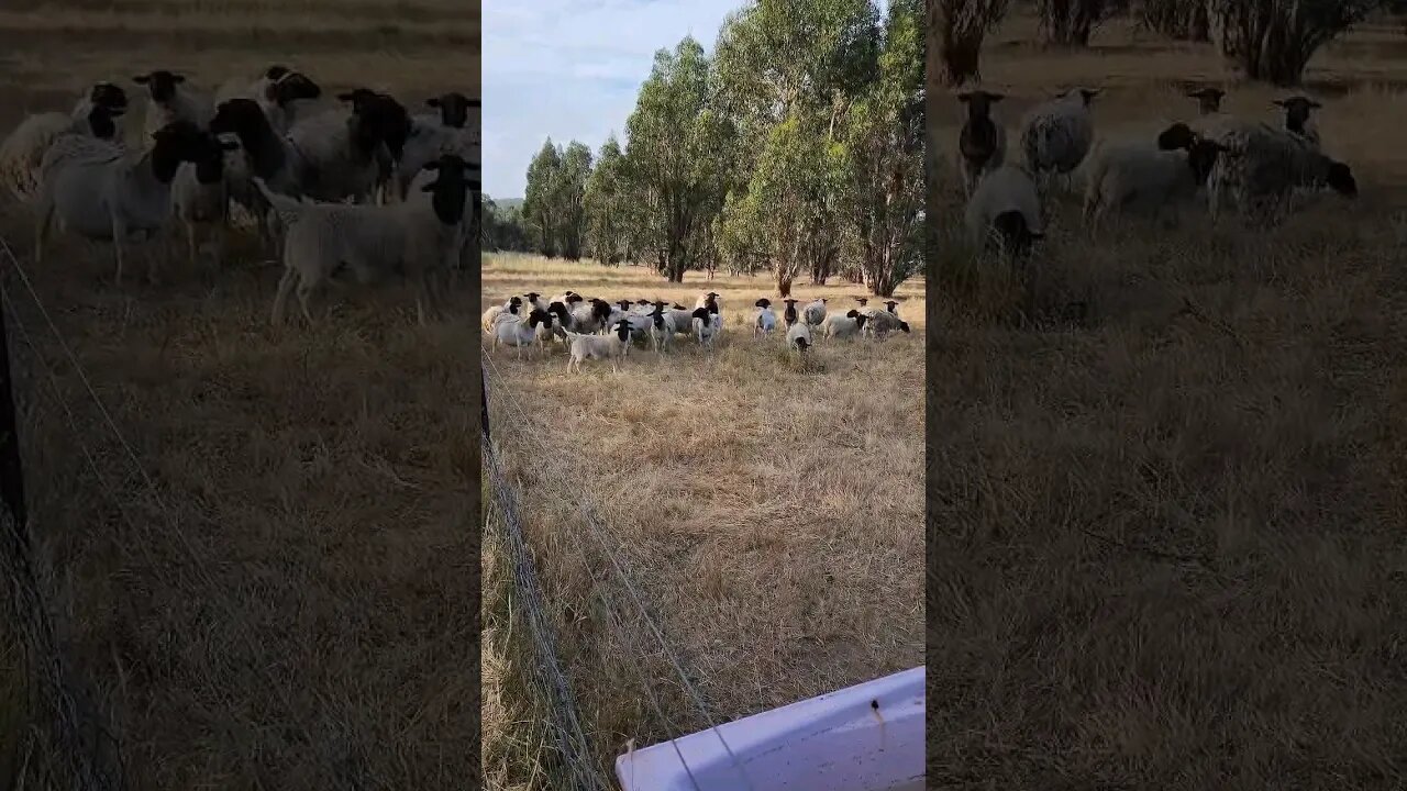 Noisy Dorpa Flock Gathers For Breakfast #noisysheep #farmlife