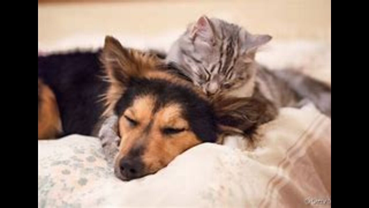 FUNNY VIDEOS OF DOGS AND CATS KKK