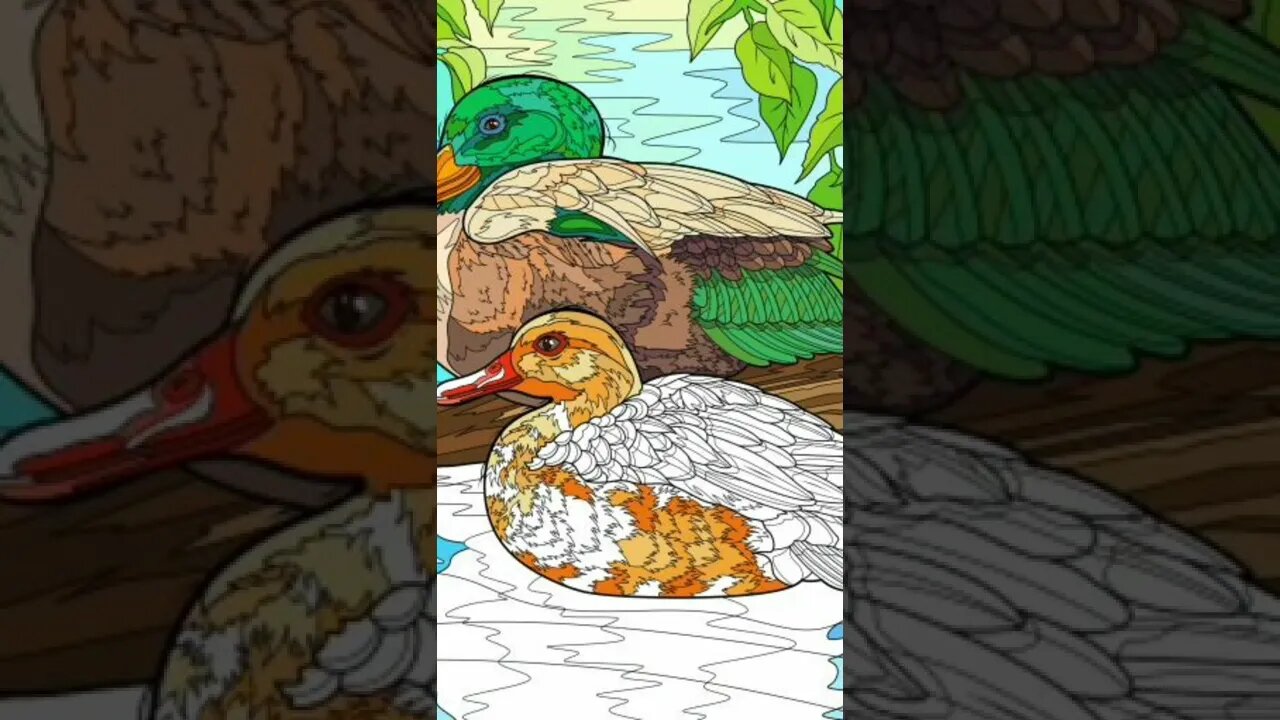 Here are some ducks