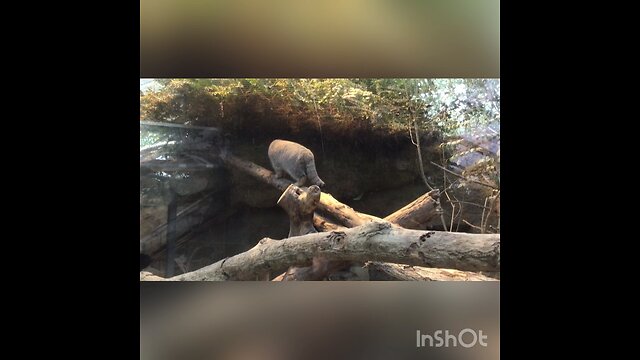 A male Pallas’s cat (manul) takes time before going home