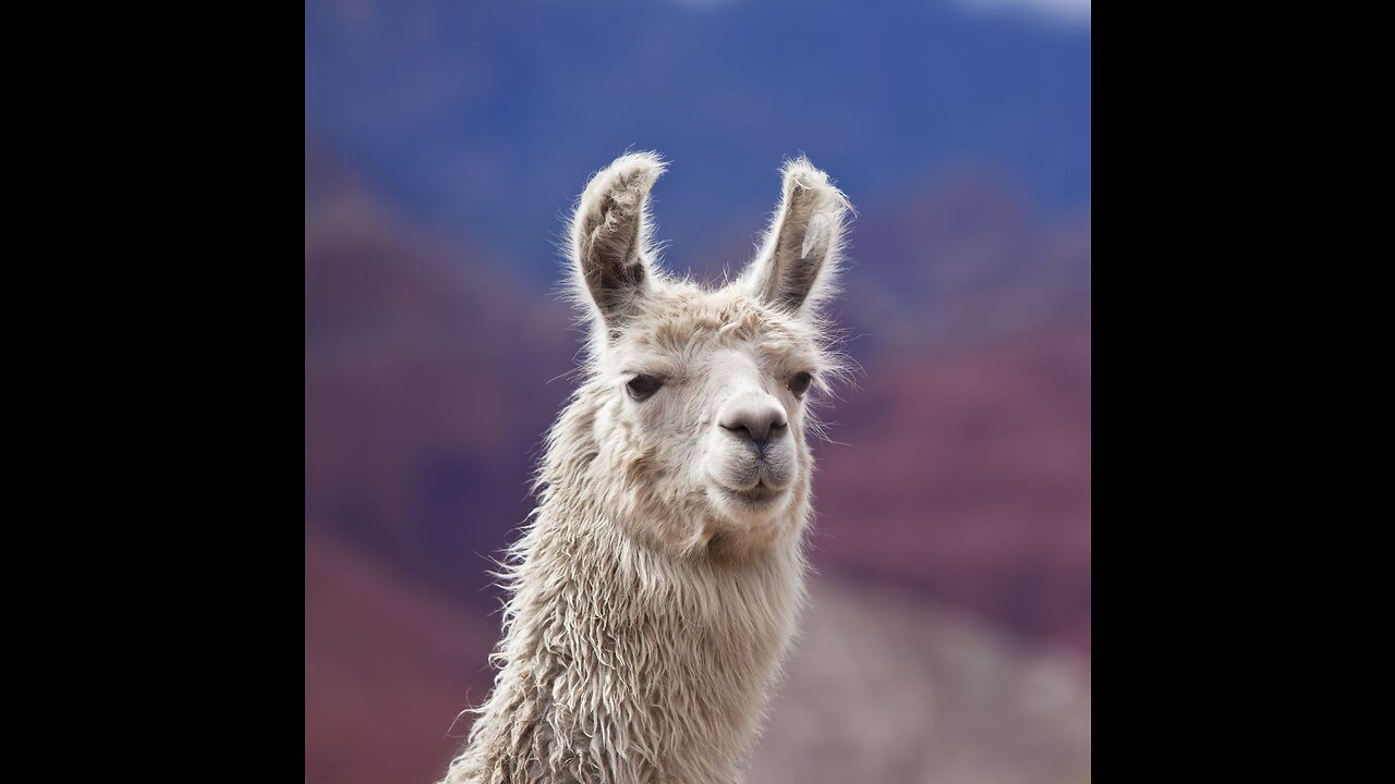 Funny Llama