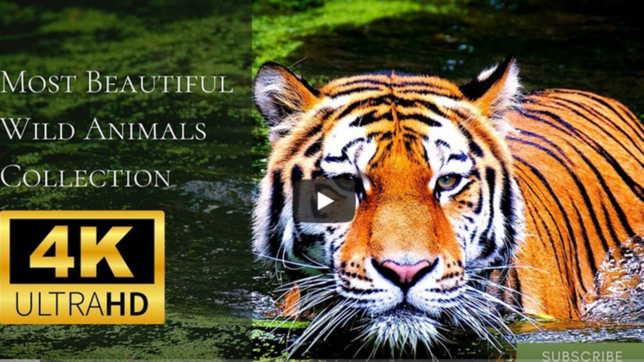 Most Beautiful Wild Animals Collection in 4K, Amazing Emotional 5 min Video with Relaxing Music