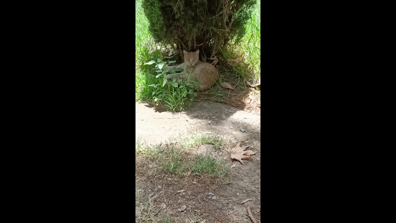 A cute and beautiful cat is resting