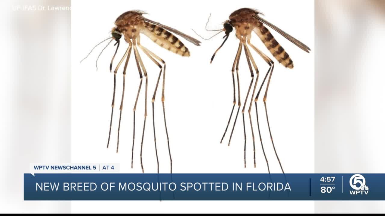 New mosquito species found in Florida