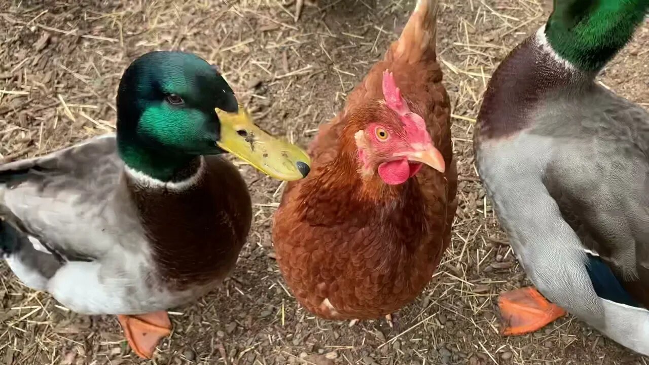 Update on all the animals