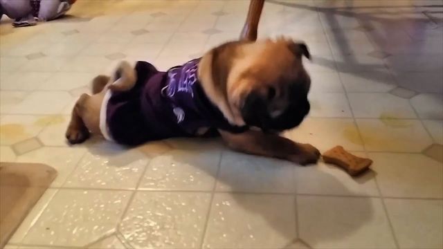 Pug Puppy's Treat Trials