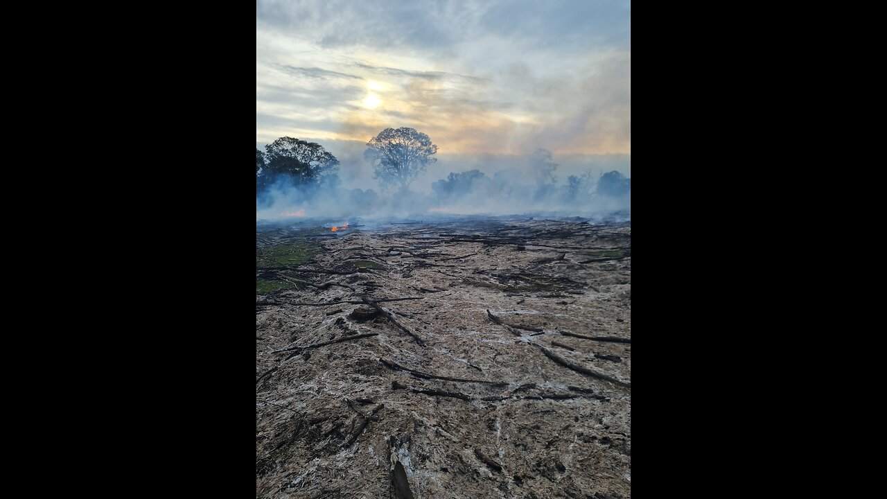 Blue Gum Reversion Western Vic