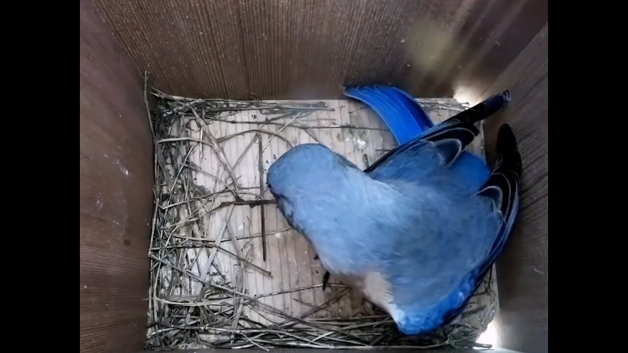 The extraordinary reproduction cycle of an American Bluebird This nest had more eggs NESTBOX