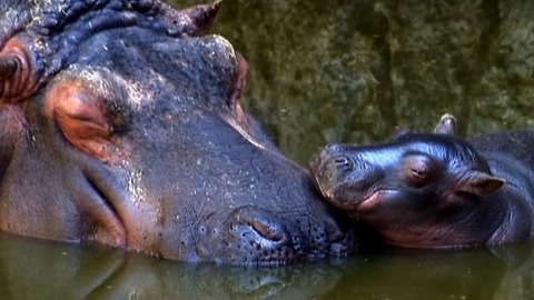 Rare Baby Hippo Born in Mexico