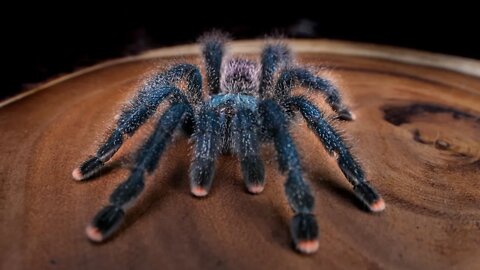 Avicularia avicularia care for Tarantula Kat collab