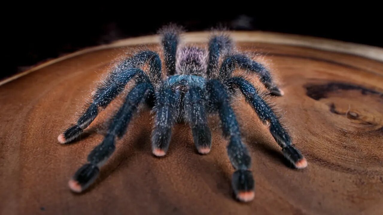 Avicularia avicularia care for Tarantula Kat collab